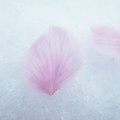Photos: 雪桜