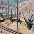 勝沼甚六桜と211系普通電車