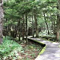 原生林の遊歩道