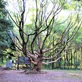 Photos: タブの大木