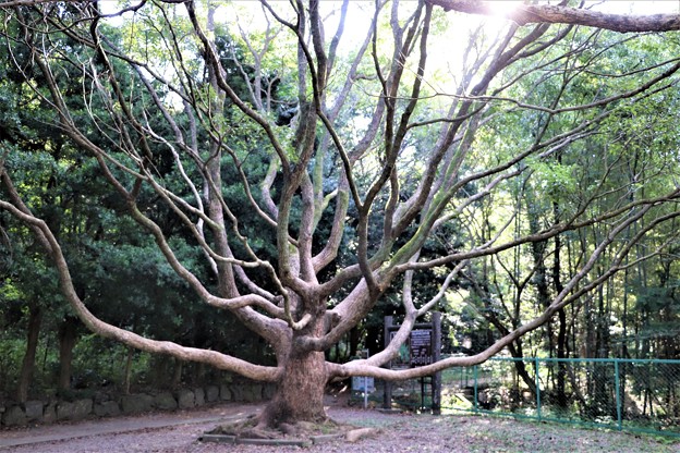 Photos: タブの大木の枝振り
