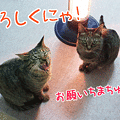090325-【猫アニメ】ご協力よろしくにゃ～！