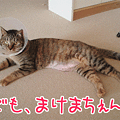090407-【猫アニメ】しつこいエリザベスにゃ！