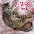 090518-【猫アニメ】まったりお昼寝にゃ！