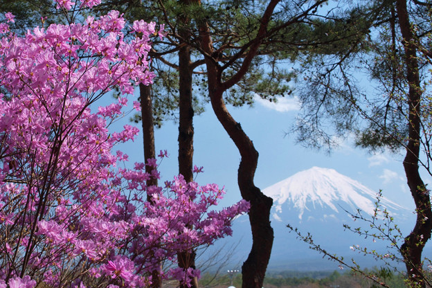 鳴沢村のツツジ咲く。