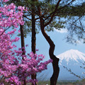鳴沢村のツツジ咲く。