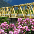Photos: 黄色鉄橋と紫バラ。