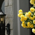 Photos: 黄バラとランプ。