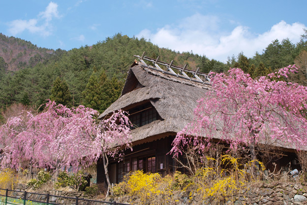 茅葺き屋根を桜が飾る。