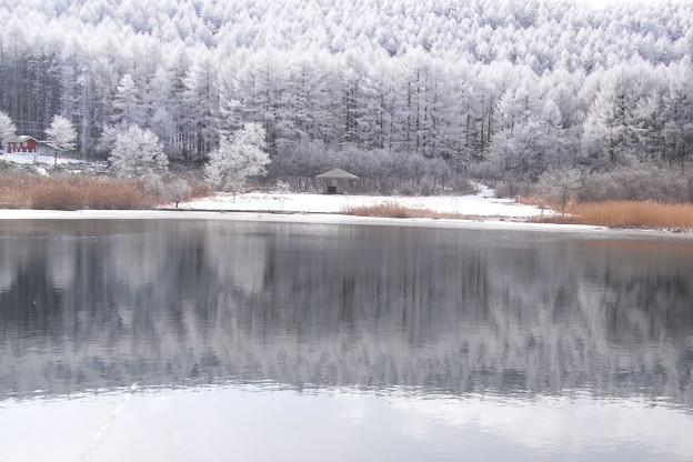 氷結前の池に映る森。