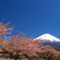 Photos: 濃い色桜と抜けるよな青空。