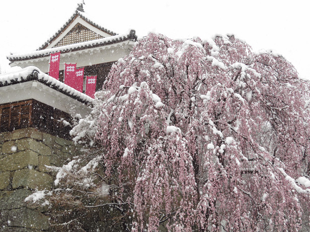 枝垂桜に春の雪。