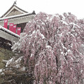 Photos: 枝垂桜に春の雪。
