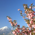 朝日のあたる八重桜。