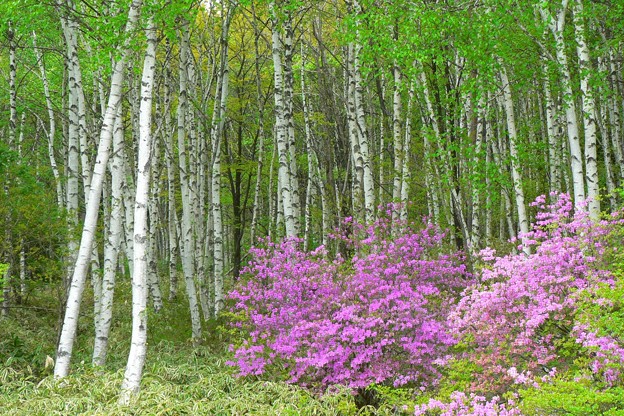白樺林の紫のつつじ。