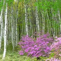 Photos: 白樺林の紫のつつじ。