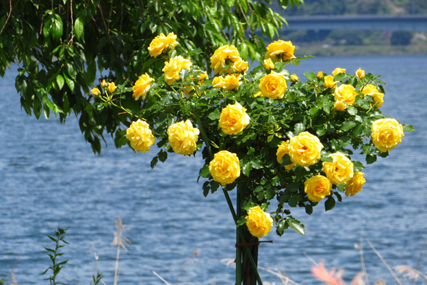 湖畔の黄バラ。