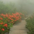 Photos: 霧のツツジ道。