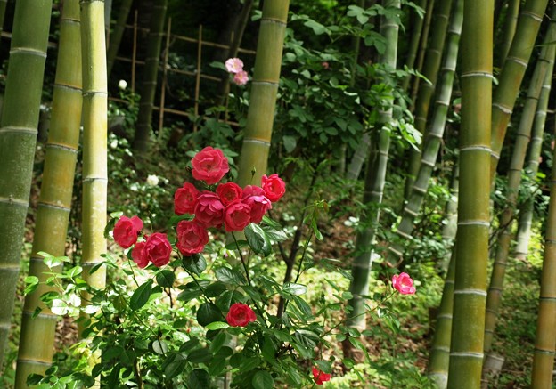 竹林の赤バラ。