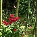 竹林の赤バラ。