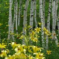 Photos: 黄ゆり咲く白樺林。