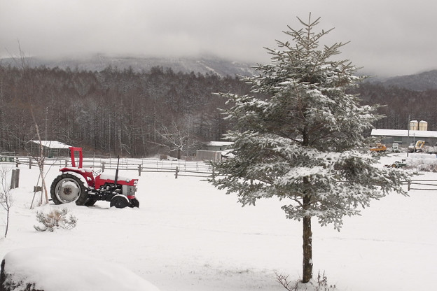 Photos: 雪の牧場のツリー。