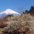 Photos: 扇に咲く白梅の木。