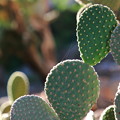 Photos: cactus