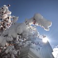 Photos: 雪の花