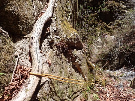 木の根を支点にロープで下降