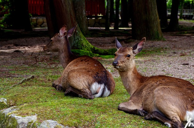 広島旅行記の最後はカメラ目線鹿