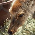 Photos: 鹿