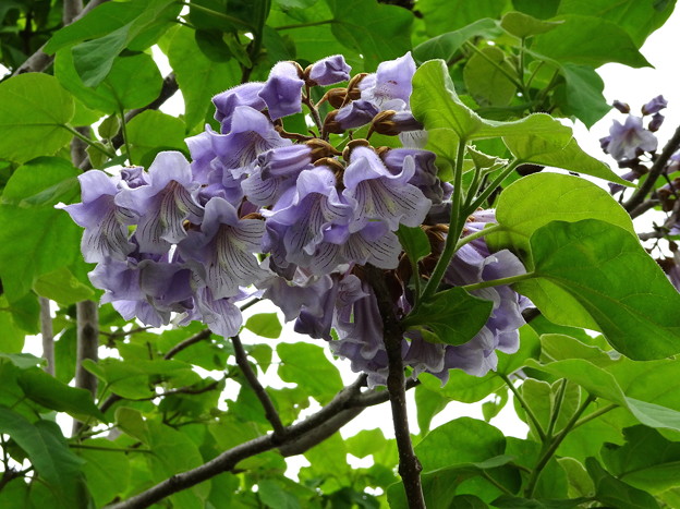 桐の花 写真共有サイト フォト蔵