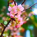 一足お先の桜