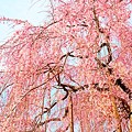 Photos: 枝垂れ桜満開