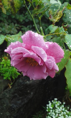 庭の小さな薔薇2