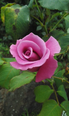 庭の小さな薔薇4