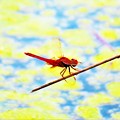 Photos: 南海の島の蜻蛉１