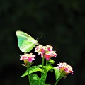 Photos: 南海の島の蝶々　２
