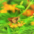 Photos: 南海の島の蝶々　４
