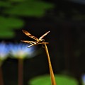 Photos: 南海の島の蜻蛉１１