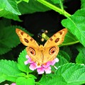 Photos: 南海の島の蝶々は美しい(^O^)／