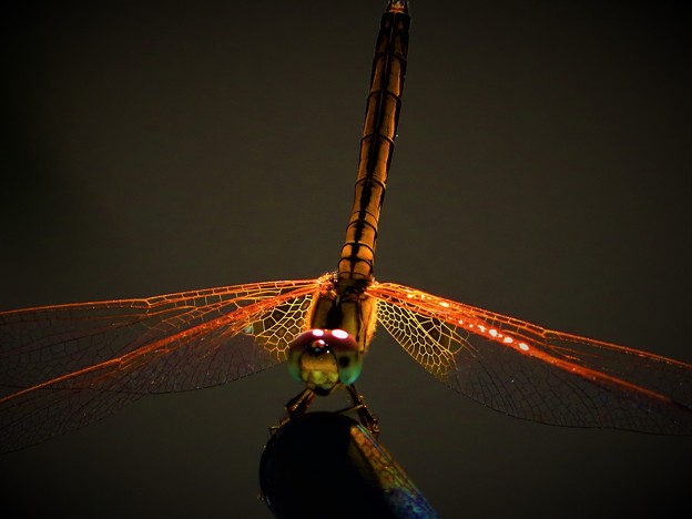 Photos: 輝き　蜻蛉