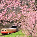桜と小湊鉄道
