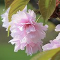 鎌足桜 (3)