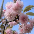 鎌足桜 (1)