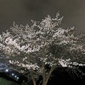 一丁目の夜桜
