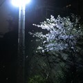 四丁目の夜桜