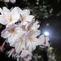 三丁目の夜桜