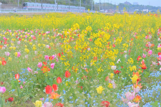 Photos: 【蔵出し】　お花畑